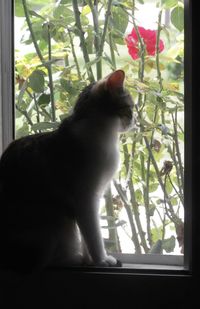 Cat on window sill at home