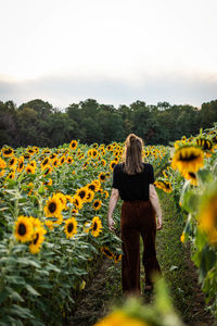 Rear view of woman on sunflower field