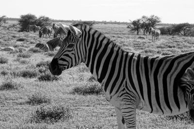 Close-up of zebra grazing on field