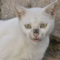 Close-up portrait of white cat