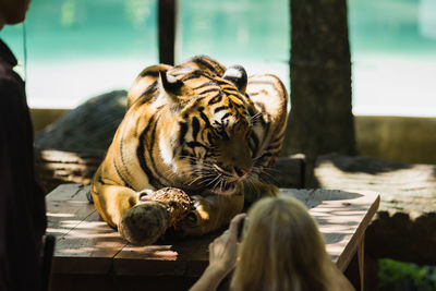Close-up of tiger sitting outdoors