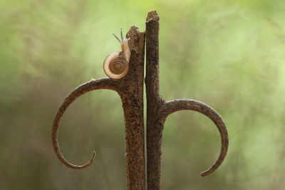 Beautiful snail in beautiful place