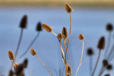 Close-up of thistle flowers