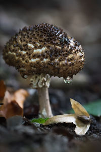 Close-up of mushroom growing on land