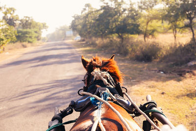 Horse riding motorcycle on road