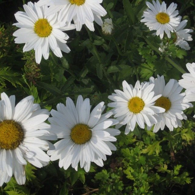 flower, freshness, petal, fragility, flower head, growth, white color, beauty in nature, daisy, blooming, high angle view, pollen, nature, plant, field, leaf, in bloom, close-up, yellow, day