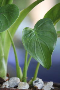 Close-up of fresh green plant