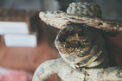 Close up of plant against blurred background