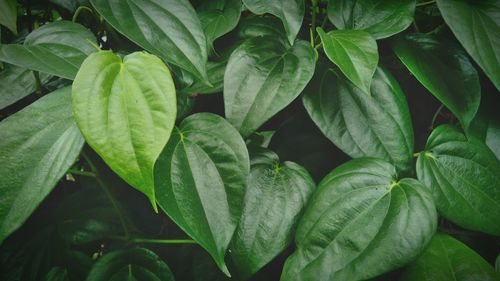 Full frame shot of green leaves