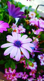 Close-up of flowers blooming outdoors