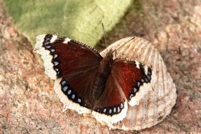Close-up of butterfly