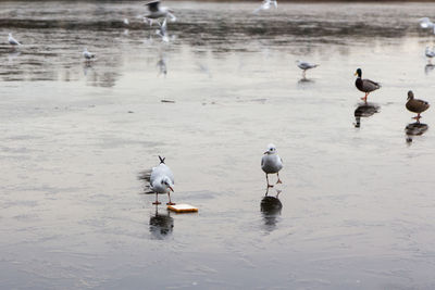 Birds on a frozen lake in the winter 