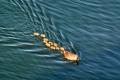 High angle view of duck family swimming in sea