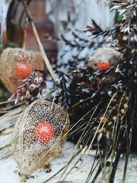 Close-up of fruits growing on tree