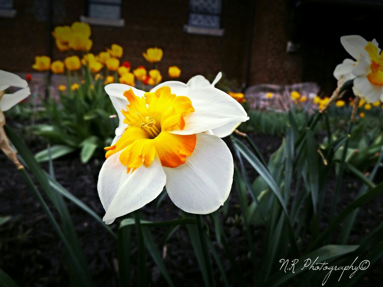 flower, petal, freshness, flower head, fragility, yellow, beauty in nature, growth, blooming, close-up, pollen, focus on foreground, plant, nature, in bloom, stem, white color, daffodil, blossom, daisy