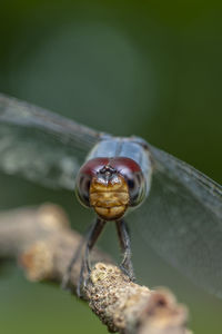 Close-up of insect