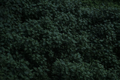 Full frame shot of ivy growing on tree