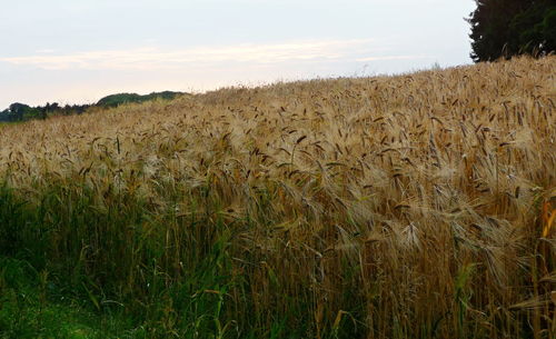 Scenic view of wheat field against sky