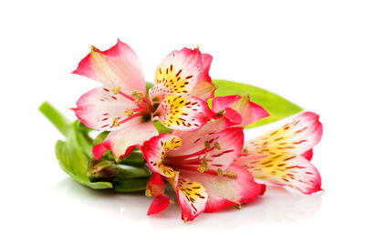 Close-up of pink flower over white background