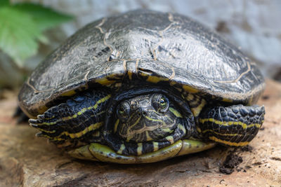 Close-up of turtle