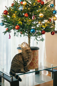 Cat sitting under christmas decoration