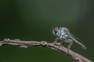 Close-up of insect on branch