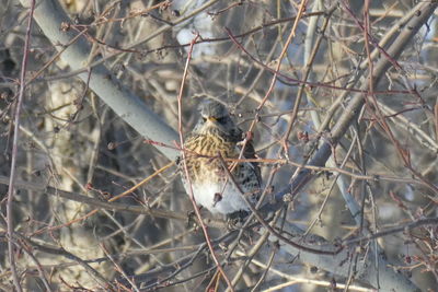 Close-up of bird perching on branch
