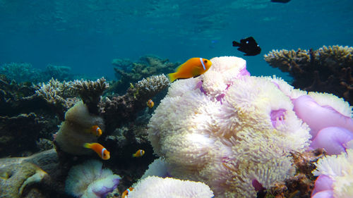 Close-up of fish in sea