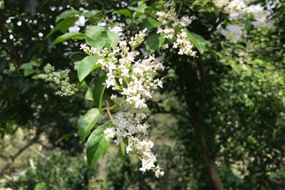 Close-up of white flowering plant