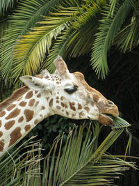Giraffe at oakland zoo