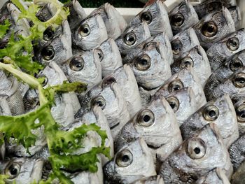 Full frame shot of fish for sale in market