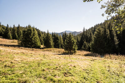 Scenic view of trees on field against sky