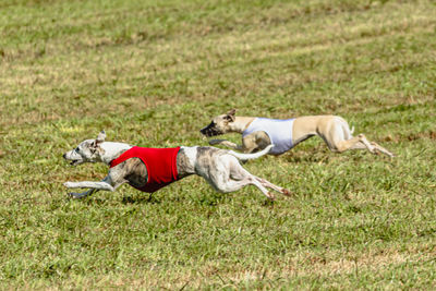 Two whippet dogs running in a red and white jackets on coursing field