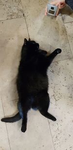 High angle view of cat sitting on tiled floor