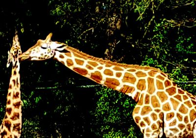 Close-up of giraffe