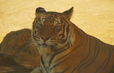 Close-up of a cat