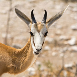 Close-up of springbok 