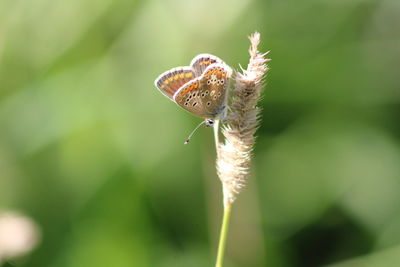 Close-up of butterflie on leaf