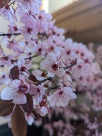 Close-up of pink cherry blossom