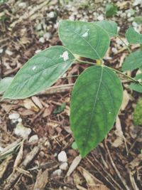 High angle view of plant growing on field