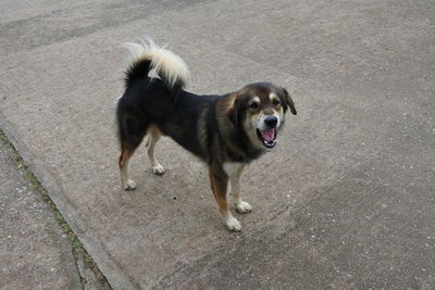 High angle view of dog standing on footpath