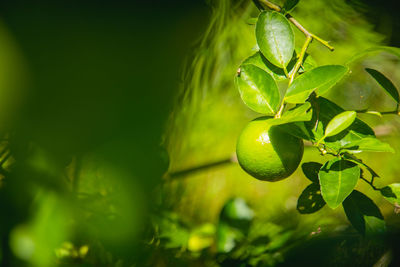 Close-up of fruits growing on tree