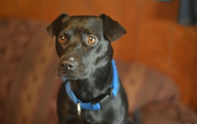 Close-up portrait of dog