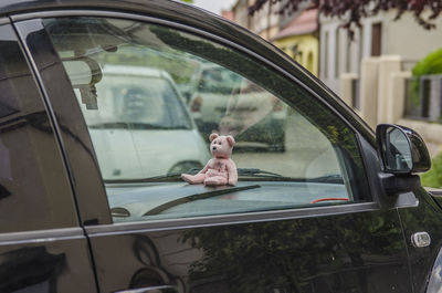Teddy bear in a car