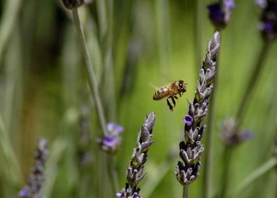 Close-up of insect on purple flower