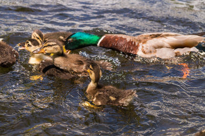 Duck with ducklings swimming on lake