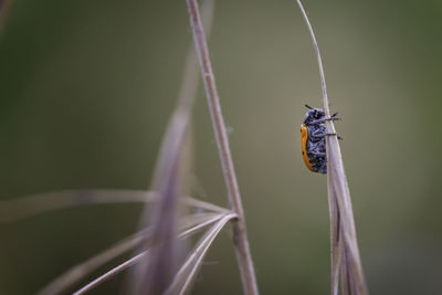 Close-up of butterfly on plant