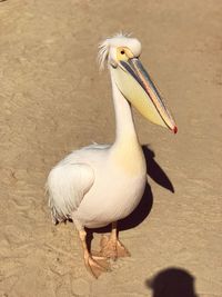 Close-up of bird