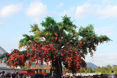 Low angle view of flowering plant against sky