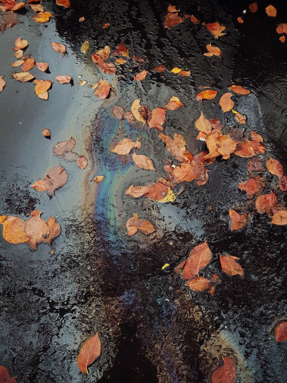 HIGH ANGLE VIEW OF LEAVES ON WET STREET